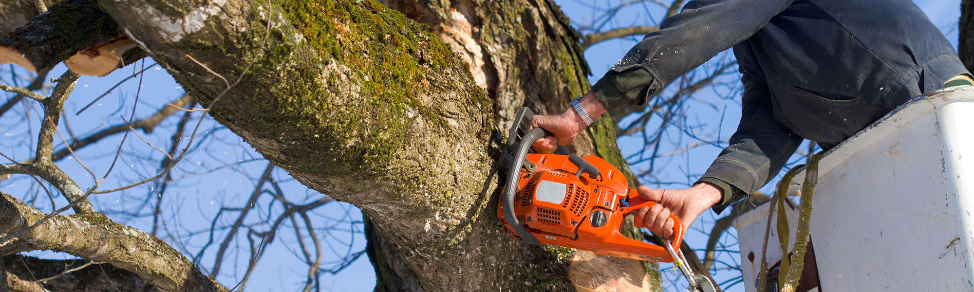 Crew member pruning a tree from a bucket