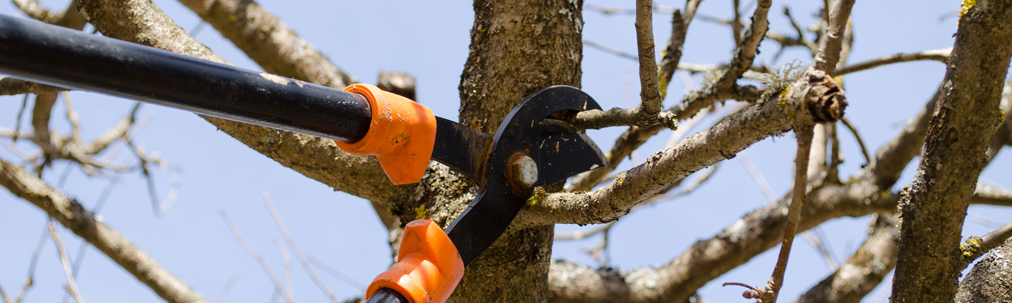 Tree worker cutting a large branch