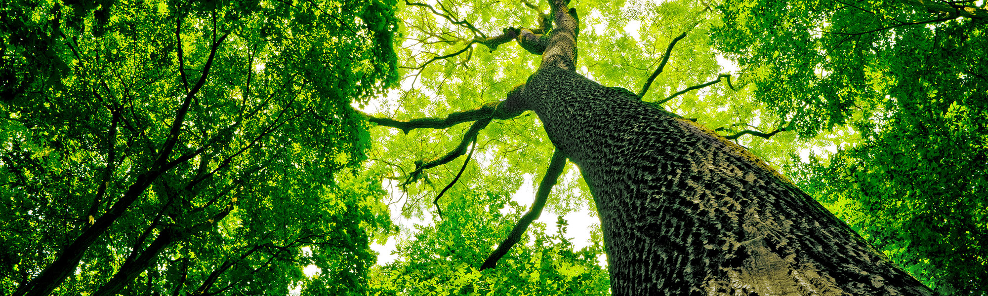 Tree worker cutting a large branch