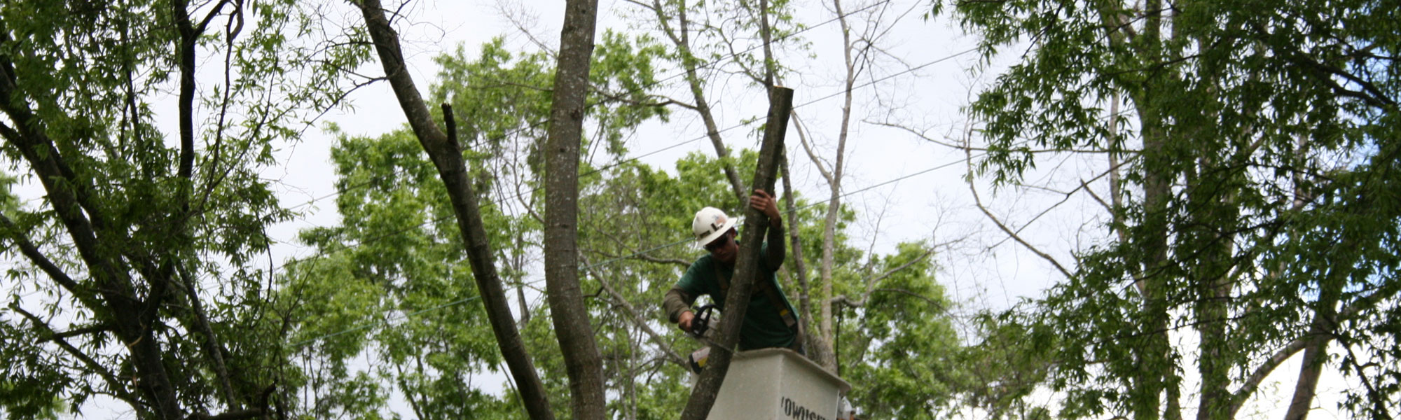 Pruning shears trimming a tree branch
