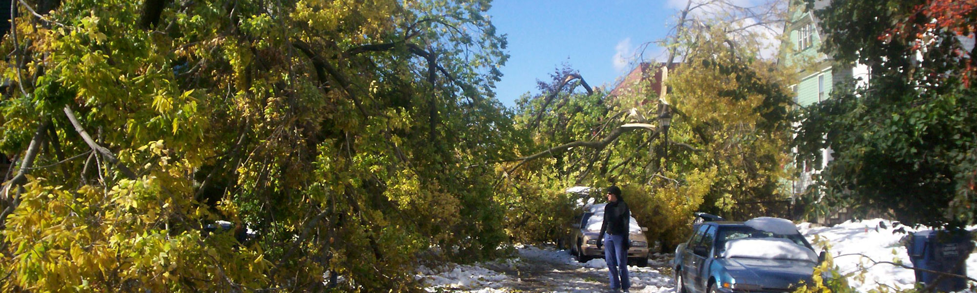 Tree service work in a residential yard